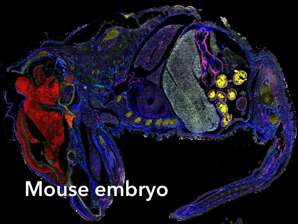 Mouse Embryo