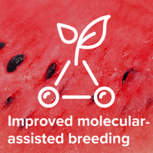 Improved molecular assisted breeding
